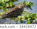 Night heron 38428472