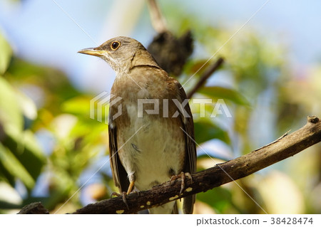 赤腹鶇 赤腹鶇 38428474