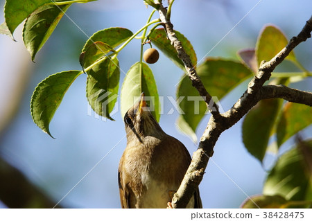 赤腹鶇 赤腹鶇 38428475