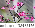 Crown feather thrush 38428476