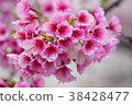 Peach Blossom  38428477