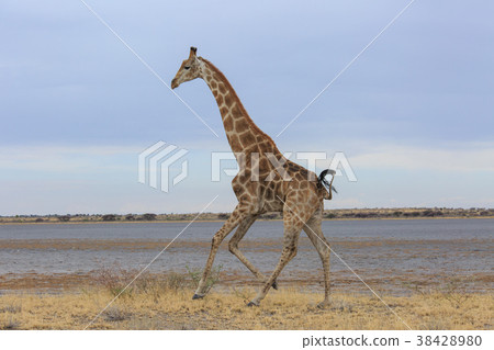 Giraffe  38428980