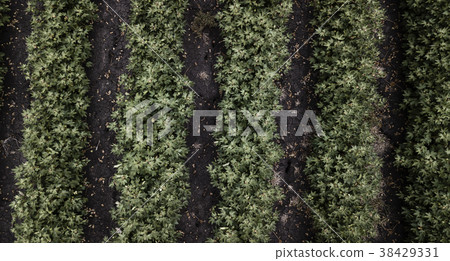 Cotton field in the countryside. 38429331