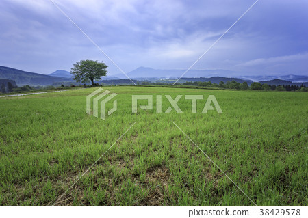 Grassland Kikuchi Aso Skyline 38429578