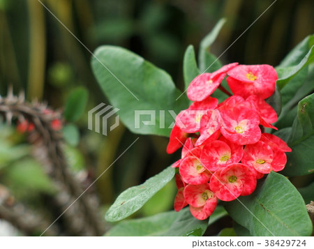 red flowers of Crown of thorns, Christ Thorn 38429724
