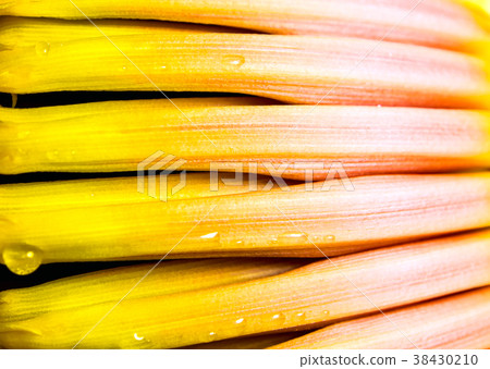 Silver bluggoe banana blossom Silver bluggoe banana blossom 38430210