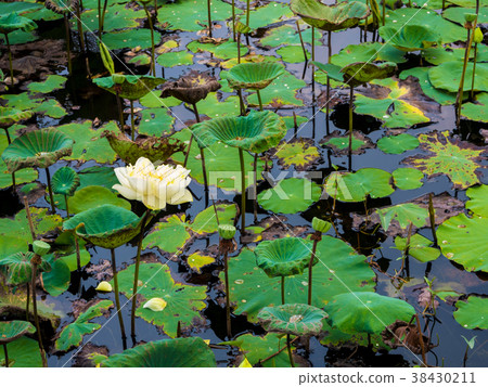 Fresh and wilted leaves in the lotus farm field Fresh and wilted leaves in the lotus farm field 38430211
