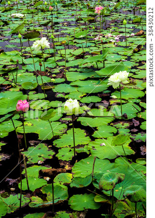 Freshness lotus and wilted leaves in the field Freshness lotus and wilted leaves in the field 38430212