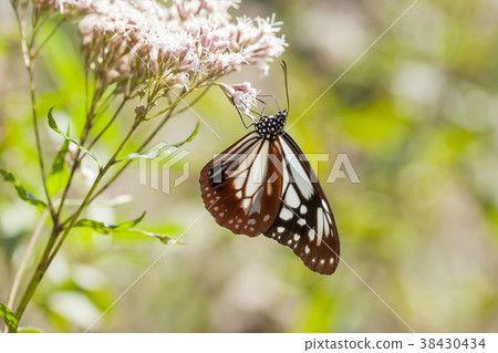 Asagi madara 38430434