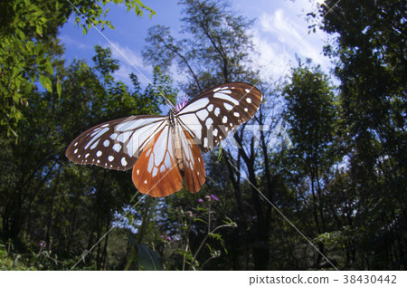 Asagi madara 38430442