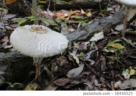 Manto Calacasatake 38430525