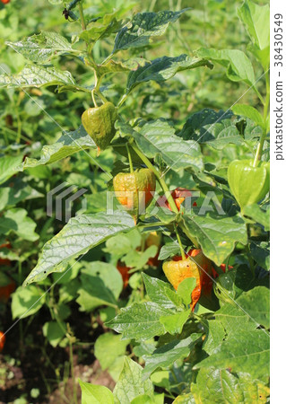 Hozuki Hozuki 38430549