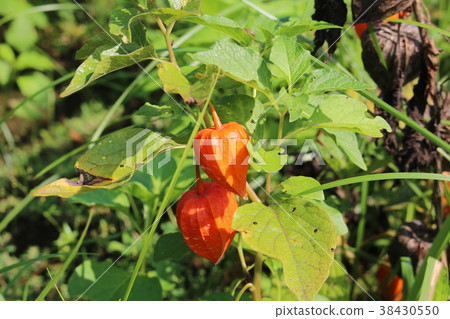 茄科 茄科 38430550