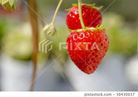 Fresh red strawberries Fresh red strawberries 38430837