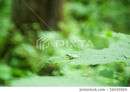 Tree frog 38430984