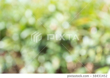 blur background with tree blur background with tree 38431452