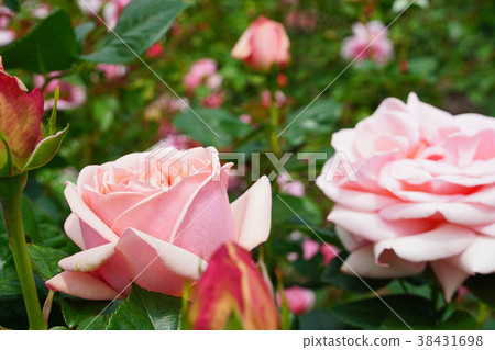 Salmon pink is a beautiful rose Salmon pink is a beautiful rose 38431698