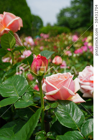 Salmon pink is a beautiful rose 38431704