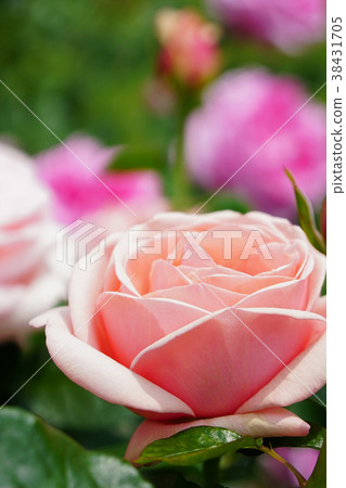 三文魚粉紅色是一朵美麗的玫瑰 三文魚粉紅色是一朵美麗的玫瑰 38431705