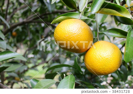 Sweet spring (citrus fruits) 38431728