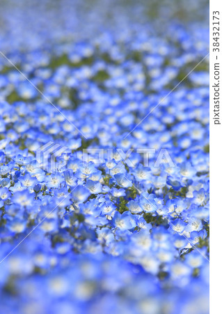 Nemophila 38432173