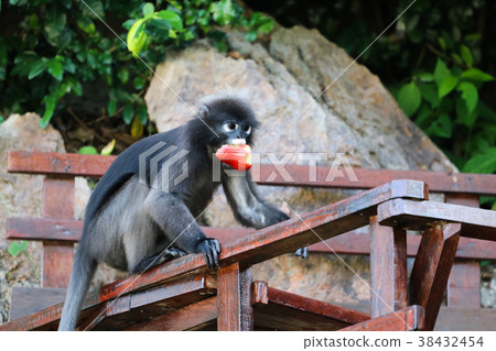 Wild animals eating fruit from the tourist feeding 38432454