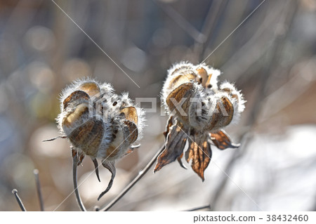 芙蓉萎縮 38432460