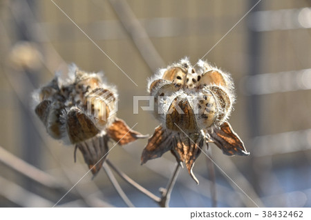 Withering Furong Withering Furong 38432462