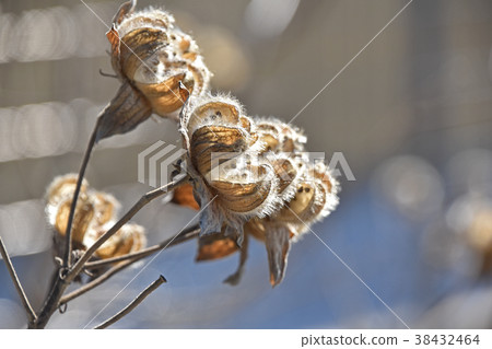 Withering Furong 38432464