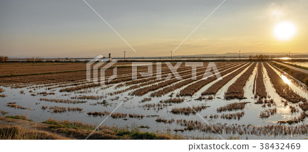 Flooded rice fields at dusk, wide angle Flooded rice fields at dusk, wide angle 38432469