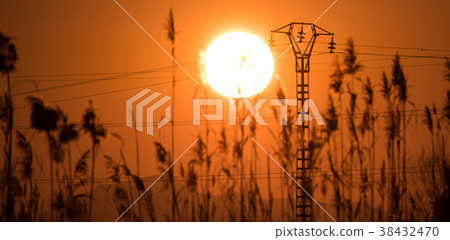 Sunset with grass and electric tower 38432470