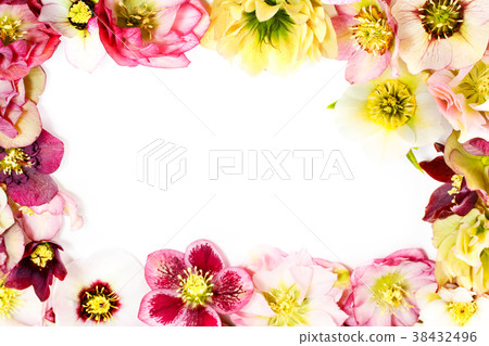 聖誕玫瑰背景水平框架 38432496