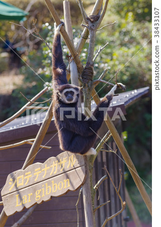 伊豆Shaboten公園白佃猴 38433107