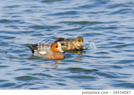 Hydrigamo pair Hydrigamo pair 38434087