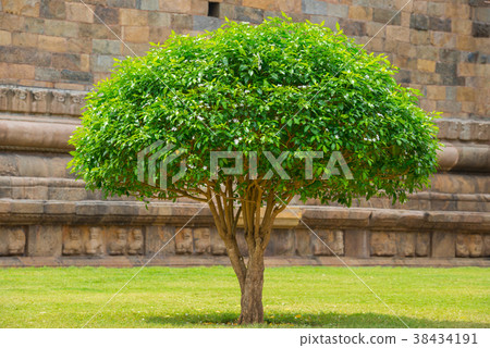 blossoming tree Jasmine with Green Leaves, ancient 38434191