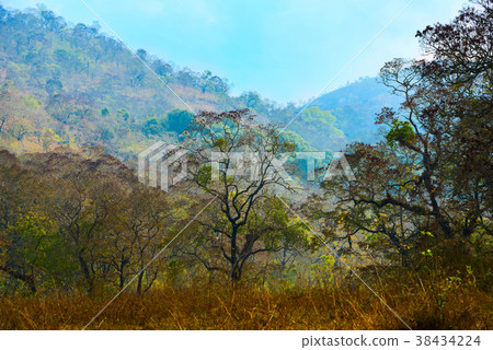 mountain landscape with trees in Periyar  Park 38434224