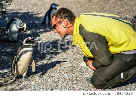 Talking with penguins Talking with penguins 38434386