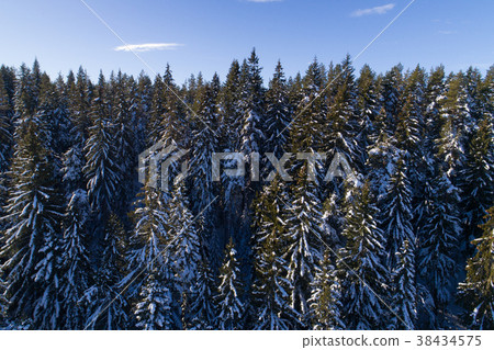 Spruce coniferous forest covered with snow in Spruce coniferous forest covered with snow in 38434575