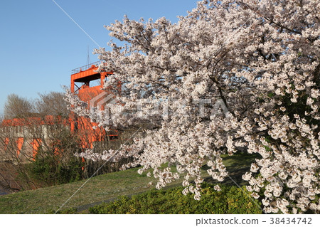 Somei Yoshino in full bloom and Akabane Old Iwasu Lock (Akamizumon) 38434742