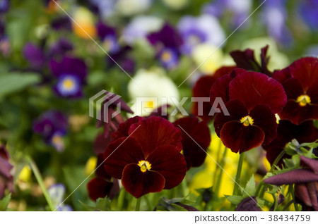 三色堇,花園,紅色花,紫色花,花,花瓣,開花,植物,葉子,特別的,特殊,特寫 38434759