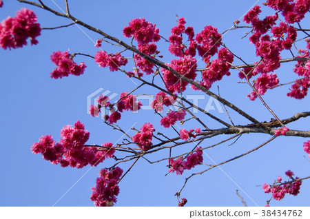 Cherry blossom, garden, red flower, cherry tree, flower, petal, blossom, plant 38434762