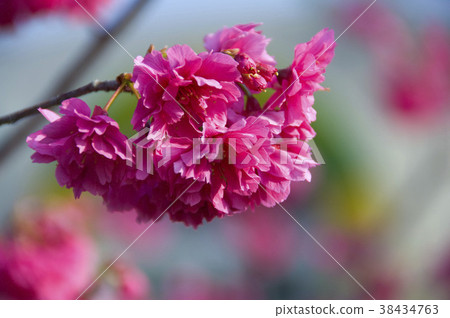 Cherry blossom, garden, red flower, cherry tree, flower, petal, blossom, plant Cherry blossom, garden, red flower, cherry tree, flower, petal, blossom, plant 38434763