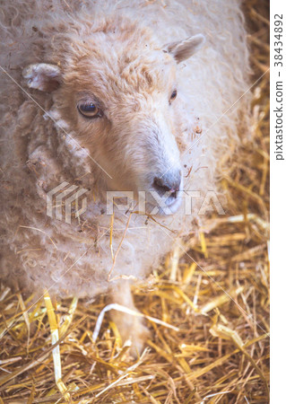 Sheep inside barn 38434892