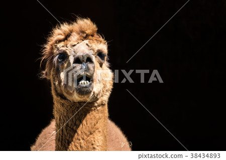 Alpaca in front of its barn 38434893