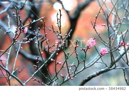 Plum blossoms in Kamakura # 3 Plum blossoms in Kamakura # 3 38434982