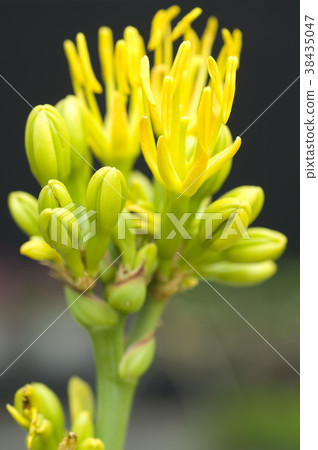 花園,黃色花,花,花瓣,開花,植物,葉子,特別的,特殊,特寫 花園,黃色花,花,花瓣,開花,植物,葉子,特別的,特殊,特寫 38435047