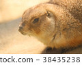 Prairie dog 38435238