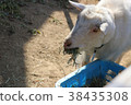 A goat that eats food 38435308