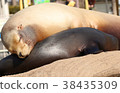 Nap Sea Lion 38435309