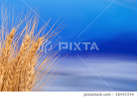 Sheaf of Barley with the Blue Sky 38435354